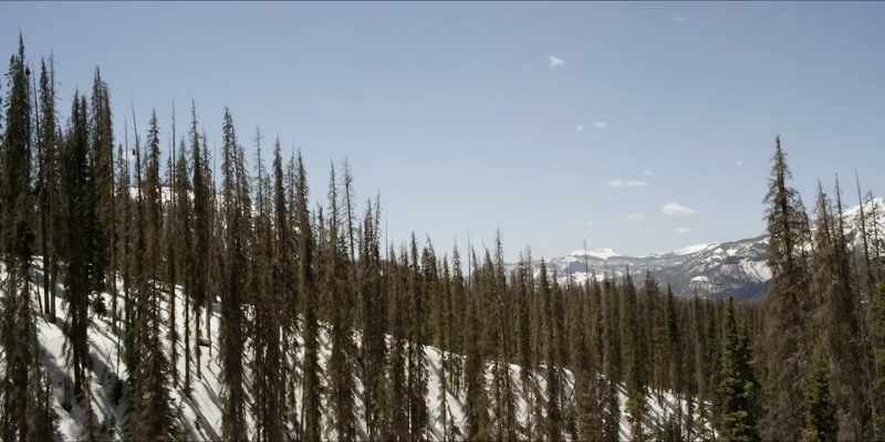 We could control these pine beetles