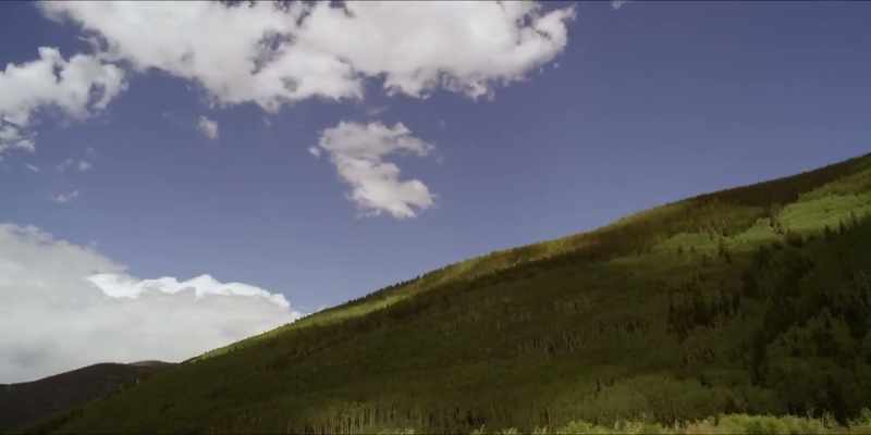 We could plant new trees, but it should be done not only