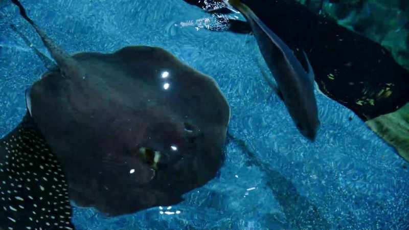 We do routine examinations on many of our animals