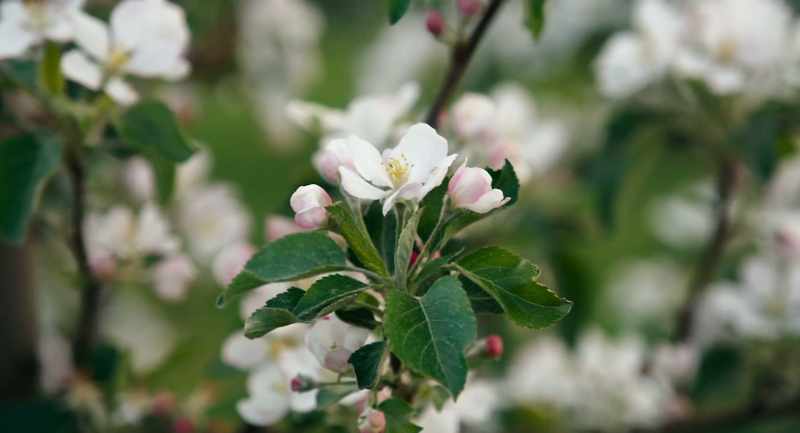We don't do any flower or blossom thinning