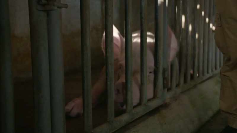 We don't do artificial insemination here