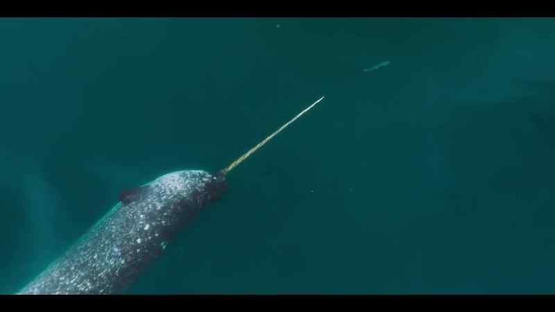 We don't know yet if all narwhal hunt like this
