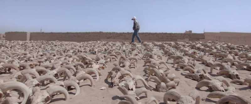 We found over 2,000 mummies of rams