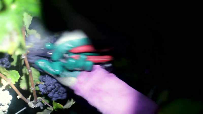 We hand harvest