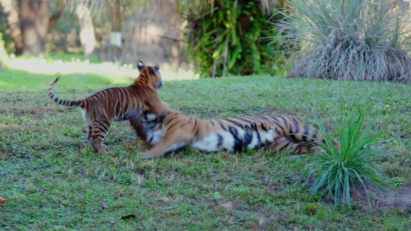 We have a diversity of animals, both terrestrial and aquatic