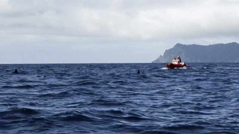 We have a unique population of orca here