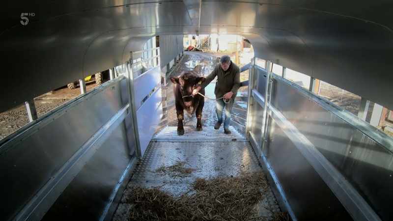 We have been planning for ages to get a bull