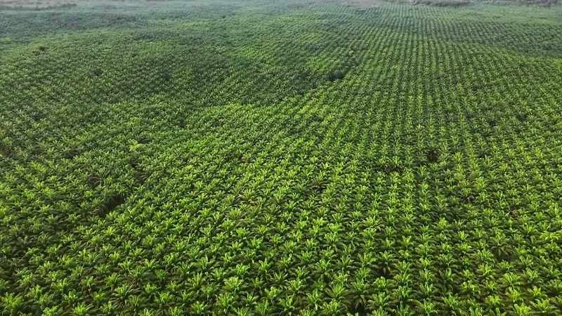 We have planted vast regiments of crops