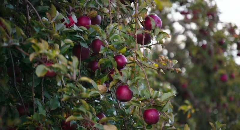 We have to put on a fungicide, which is for disease