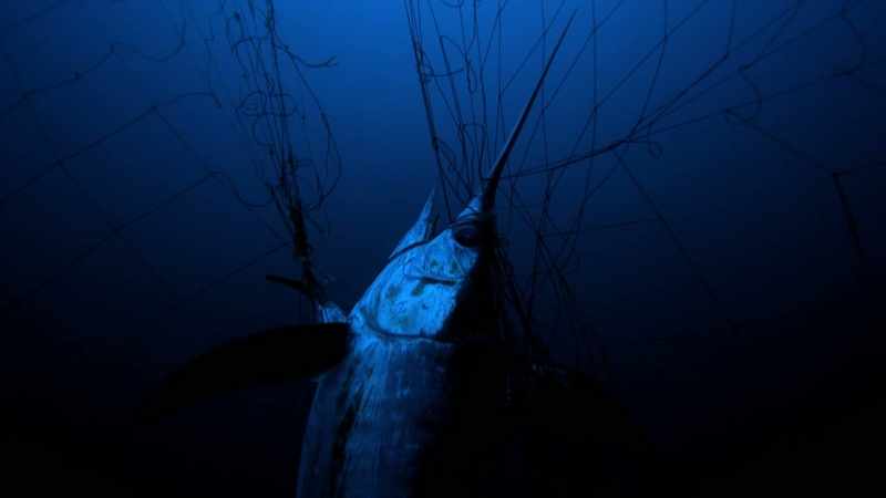 We had helped a group shut down the entire drift net fishery