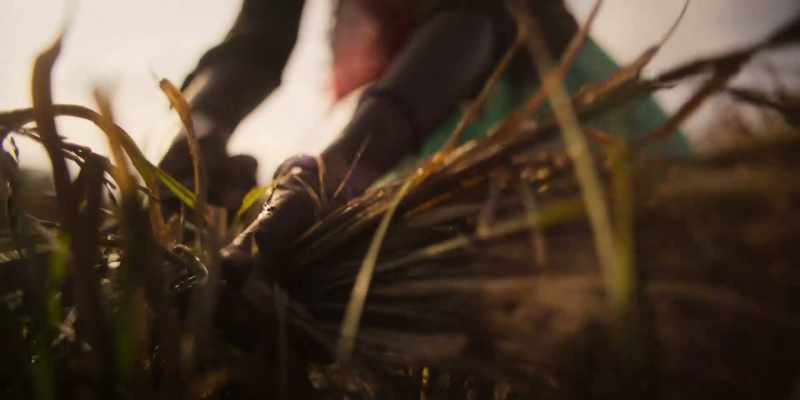 We hope this year's crops will be saved