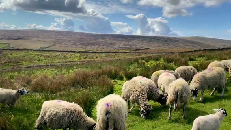 We knew at scanning time there wasn't as many lambs
