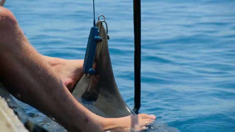 We know from the tiding that these sharks are coming
