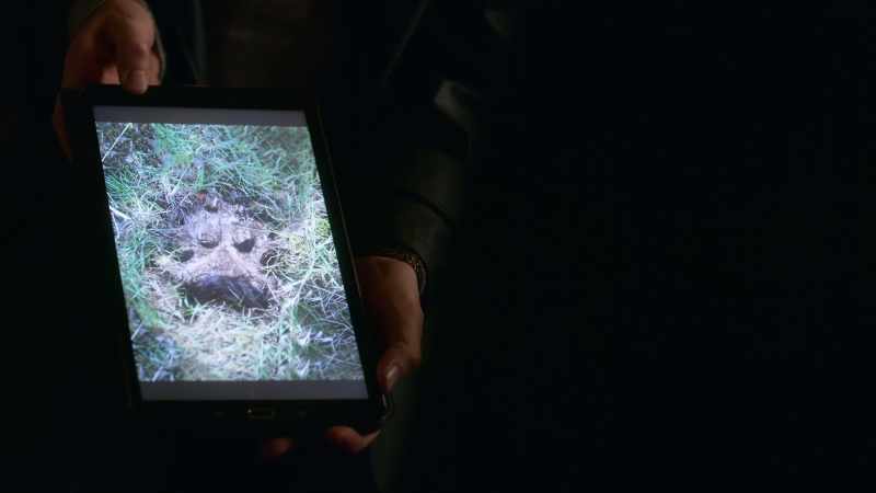 We know that before she died, Drea saw some kind of beast