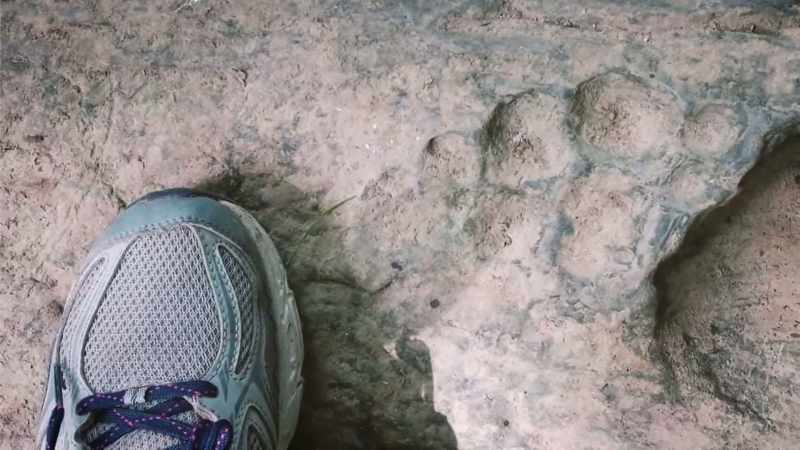 We learned that the Sasquatch