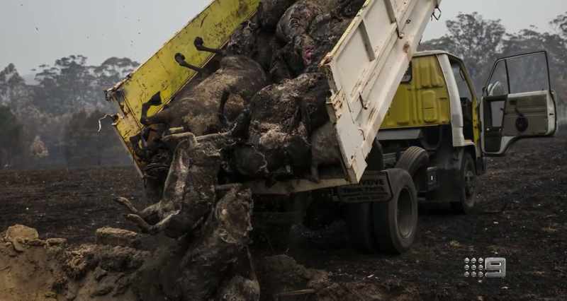 We lost 150 head of cattle, 80 sheep