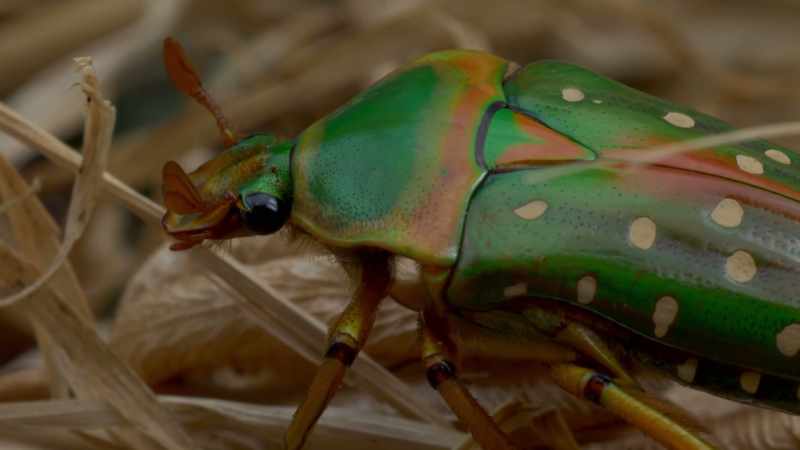 We might be willing to grant the proposition that insects