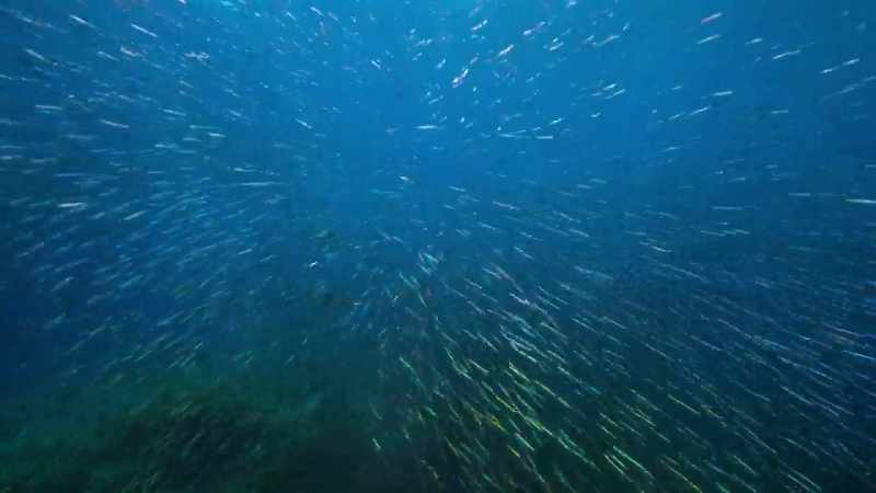 We need to turn a third of all our coastal seas