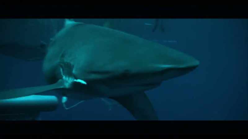 We had noticed that before they bit the whale