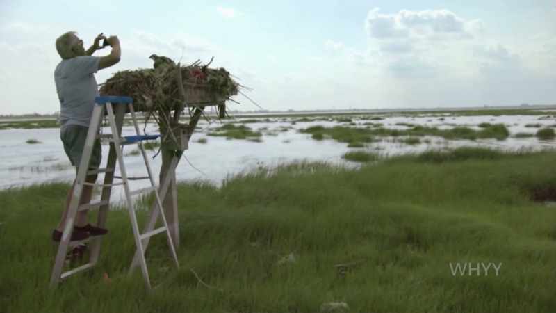 We now have 28 nesting pair of ospreys