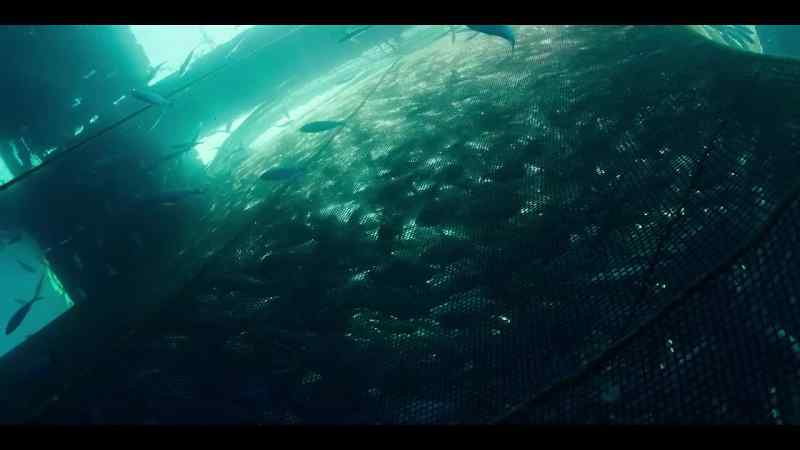 We now increasingly raise schooling fish in farms