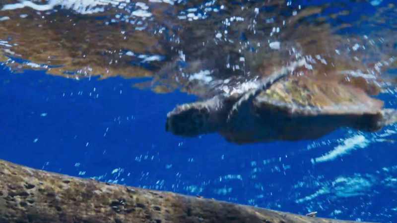 We now know that many young turtles