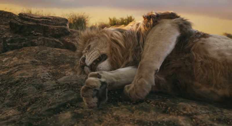 We protect the pride as we nap