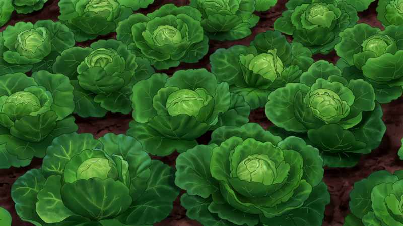 We put a cabbage leaf on your head and bury you