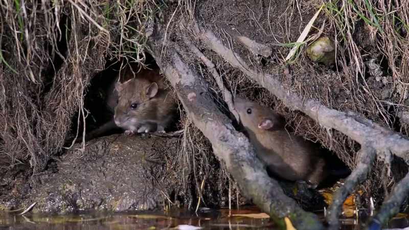 We see changes in rat behavior