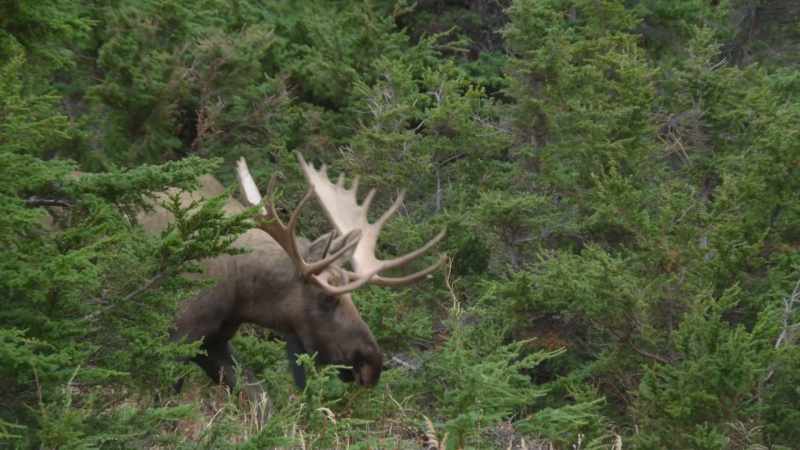 We see this in living animals