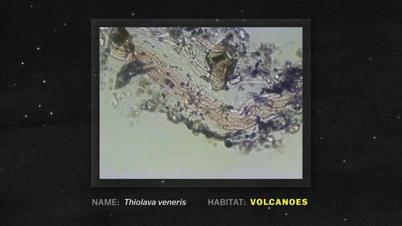 We see life near volcanic calderas