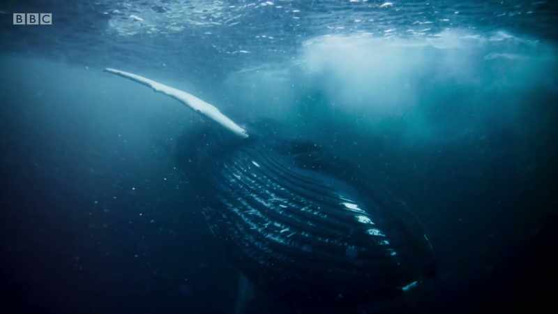 We share our planet with spectacular wild animals