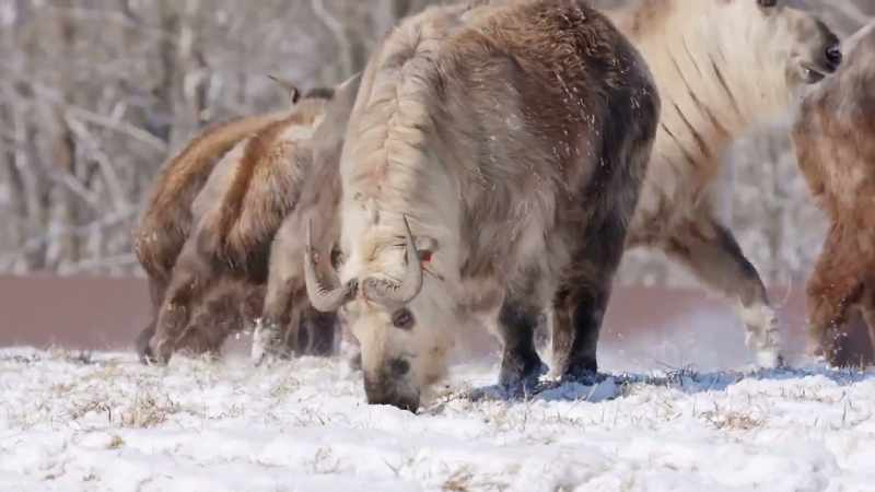 We start every day checking on our takin herd