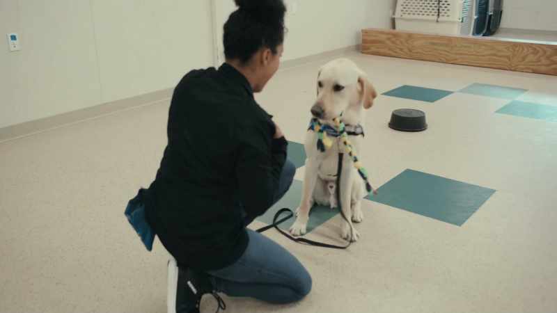 We start training a dog in over 40 different commands