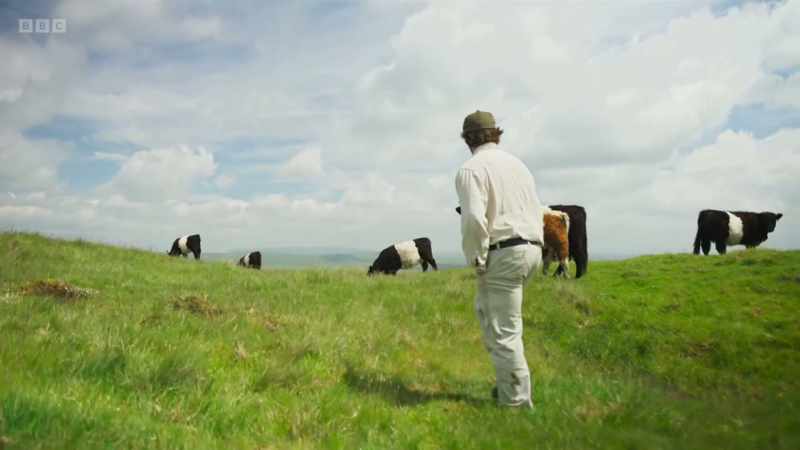 We try and manage the Belties as naturally as we possibly can