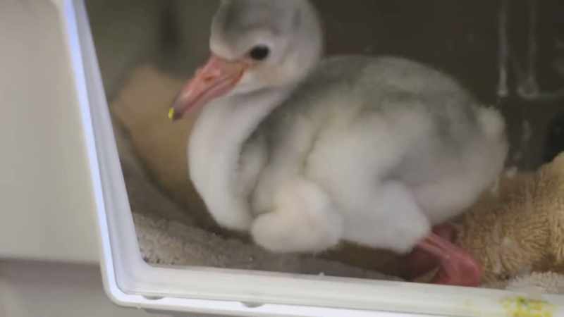 We typically wait for naming until we can get a conclusive gender for them