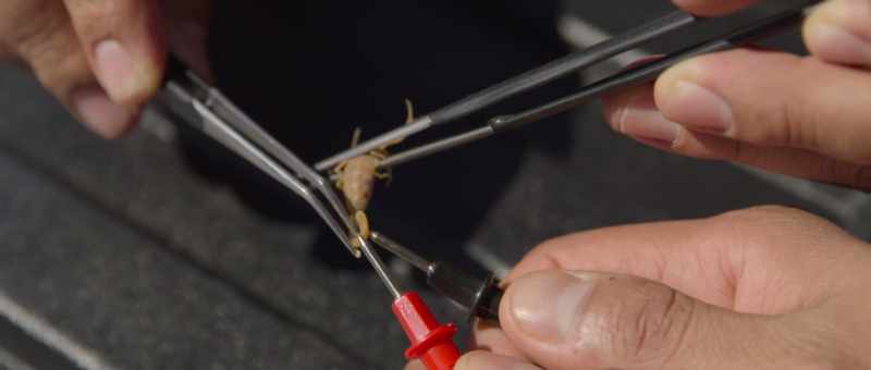 We use electricity to stimulate the muscles