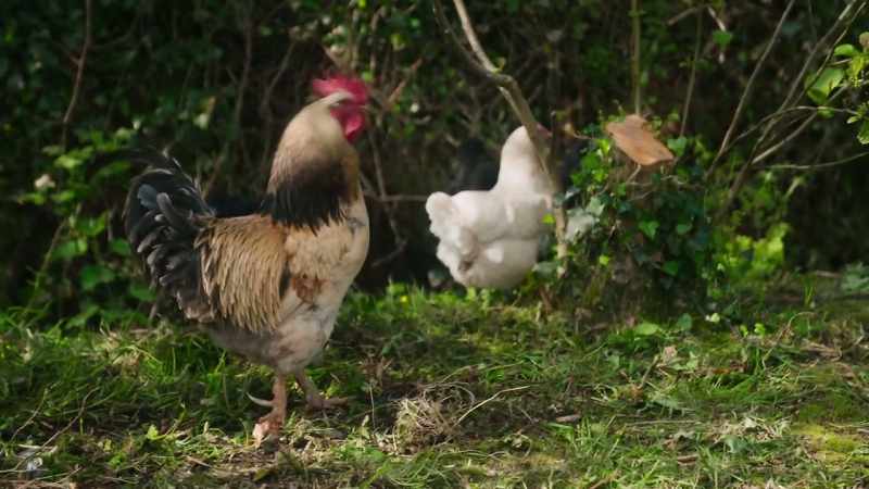 We used to rear turkeys