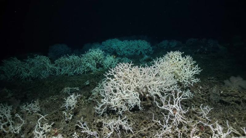 We used to think that corals