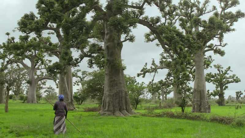 We want to bring the tree back to its place