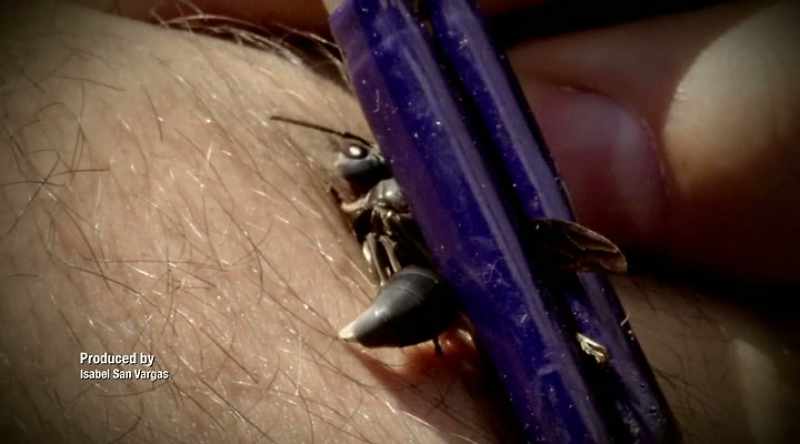 We will eventually come back to the warrior wasp