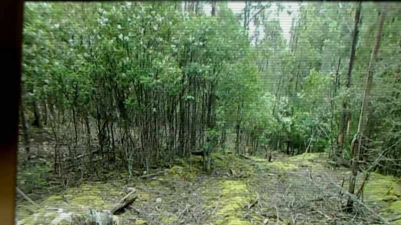 WE WILL SEE ANOTHER TIGER, WE WILL GET HIM ON FILM