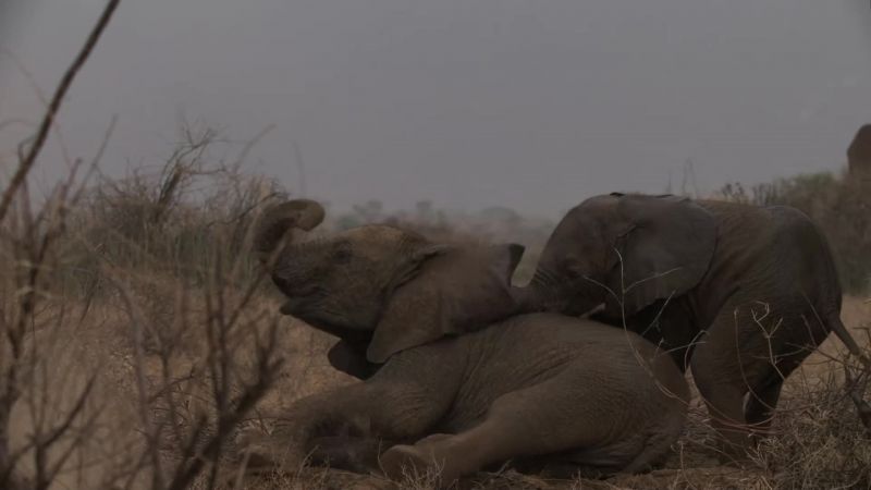 We were with the elephants at the time