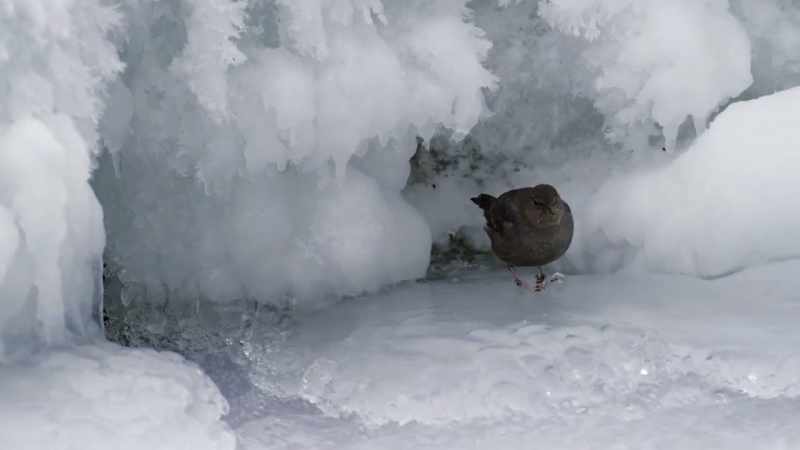 Wearing tiny slippers of ice