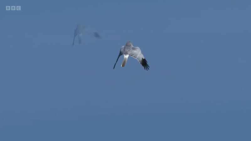 Weaving and rolling through the air