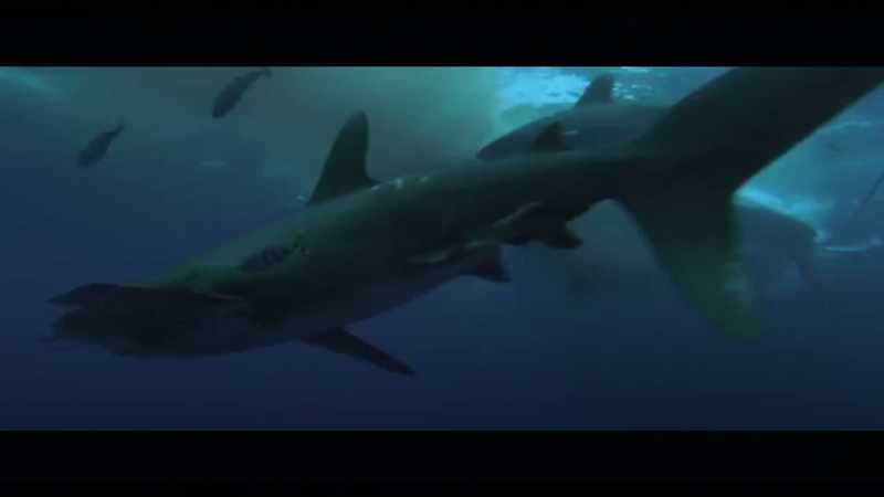 We'd never encountered oceanic whitetips before