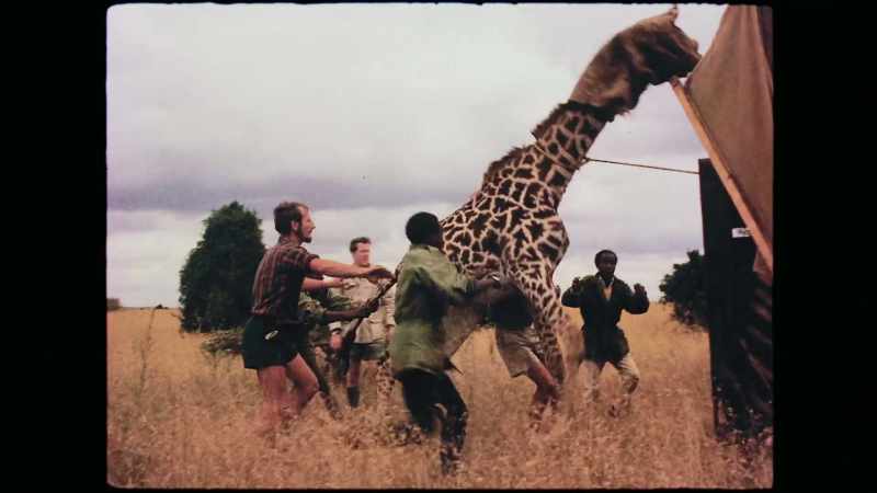 We'd taken a giraffe, Burchell's zebra