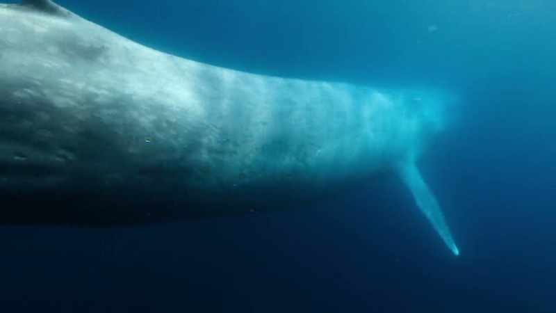 Weighing 200 tons and 30 meters long