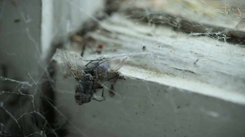 Weirdly, it's only this window that's a graveyard of insects
