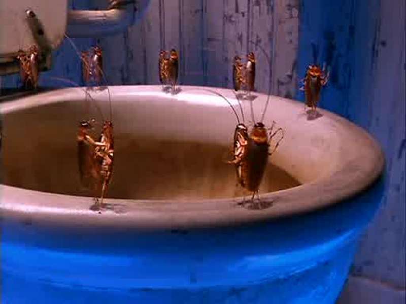 Welcome to Joey's toilet